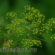 [current-page:title]-[file_field:filename]